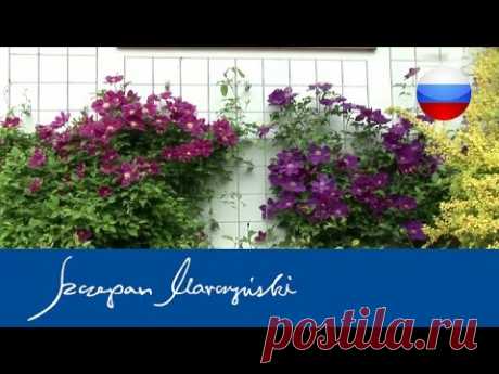 Клематис- опоры для клематисов