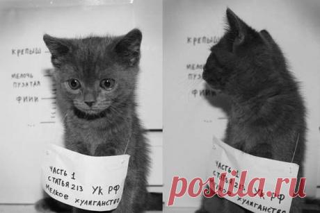 Попался. Замели