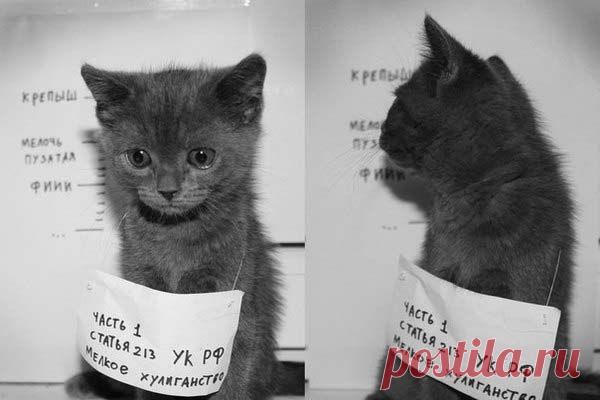 Попался. Замели