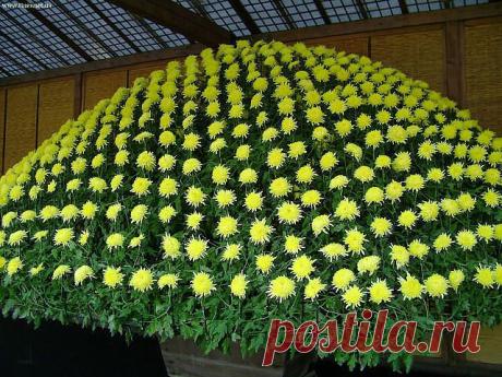 Красивые Цветы  Для Тебя