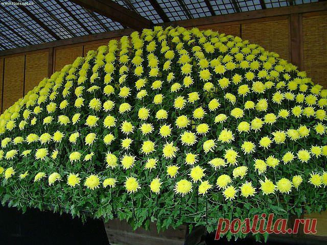 Красивые Цветы  Для Тебя