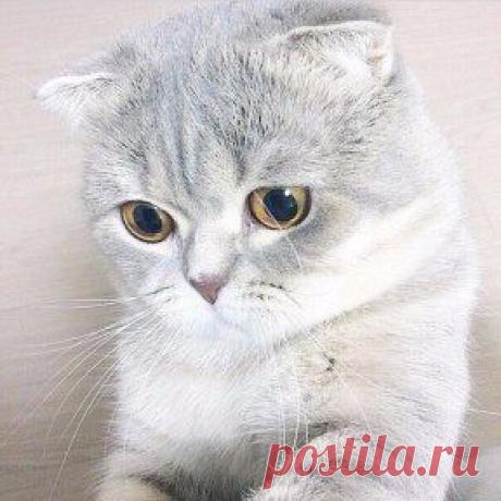 Прелесть