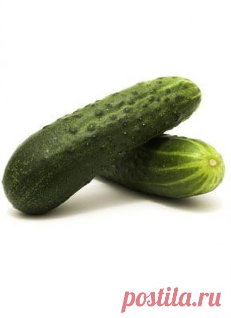 Как ухаживать за огурцами, чтобы они плодоносили до самого октября?