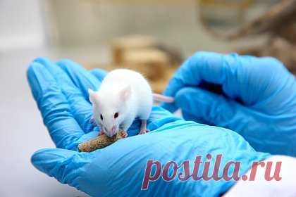 Вдыхание этанола вылечило мышей от гриппа. Японские ученые из Окинавского института науки и технологий (OIST) выявили, что вдыхание этанола предотвращает заражение вирусом гриппа типа А у мышей. Подопытные, инфицированные гриппом А, при вдыхании паров спирта в течение десяти минут отключали деятельность вируса без каких-либо серьезных побочных эффектов.