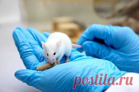 Вдыхание этанола вылечило мышей от гриппа. Японские ученые из Окинавского института науки и технологий (OIST) выявили, что вдыхание этанола предотвращает заражение вирусом гриппа типа А у мышей. Подопытные, инфицированные гриппом А, при вдыхании паров спирта в течение десяти минут отключали деятельность вируса без каких-либо серьезных побочных эффектов.