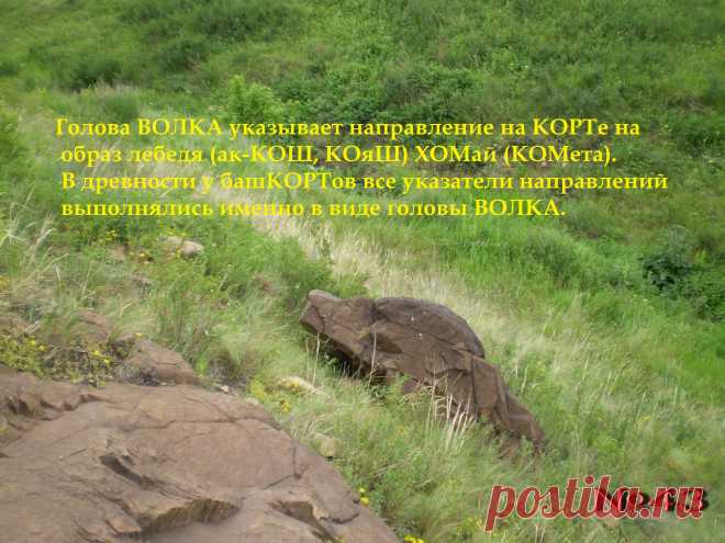 На ритуальном КОРТе лебедя (АК-КОШ, КОяШ) ҺОМай (КОМета) ориентирный указатель в виде головы Волка указывает на лебедя ҺОМай.
