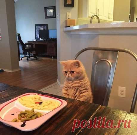 Наши любимые пушистики
