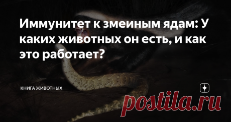 Иммунитет к змеиным ядам: У каких животных он есть, и как это работает? Вы задумывались, почему мы боимся змей? По факту, это чешуйчатые сосиски у которых даже конечностей нет! И всё бы ничего, если бы не одно «но» — в их арсенале имеется одно из опаснейших оружий природы — яд. Как правило, большинство хищников и не пытаются охотиться на змеиное мясцо. Но в любом правиле есть исключения.  Главные змееборцы природы: ежи, мангусты и главное — любимый наш Медоед (Ave!) — абсо...