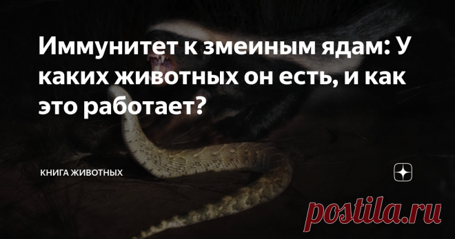 Иммунитет к змеиным ядам: У каких животных он есть, и как это работает? Вы задумывались, почему мы боимся змей? По факту, это чешуйчатые сосиски у которых даже конечностей нет! И всё бы ничего, если бы не одно «но» — в их арсенале имеется одно из опаснейших оружий природы — яд. Как правило, большинство хищников и не пытаются охотиться на змеиное мясцо. Но в любом правиле есть исключения.  Главные змееборцы природы: ежи, мангусты и главное — любимый наш Медоед (Ave!) — абсо...
