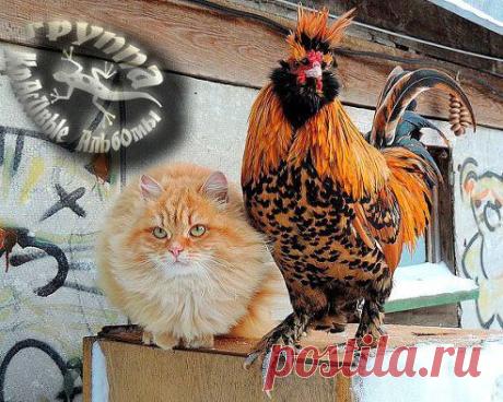 КрАсИвЫе АлЬбОмЫ-!!!. Добавлена фотография в альбом ДоМаШнИе ЖиВоТнЫе и ПтИцЫ-!!!