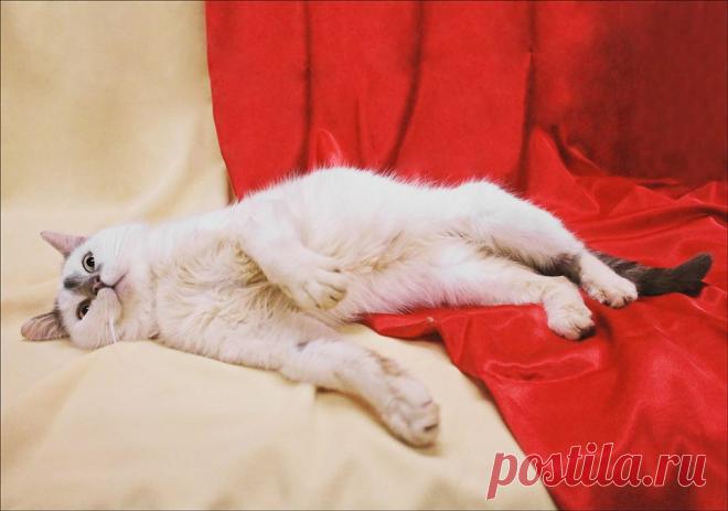 Он самый мягкий, пушистый, мурчащий и урчащий кот!!!