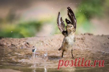 Фото дня. Пеночка-весничка брызгается водой, чтобы охладиться в жару. Эта милая птичка обитает почти по всей Европе с апреля по сентябрь, а зимует в Африке к югу от Сахары.