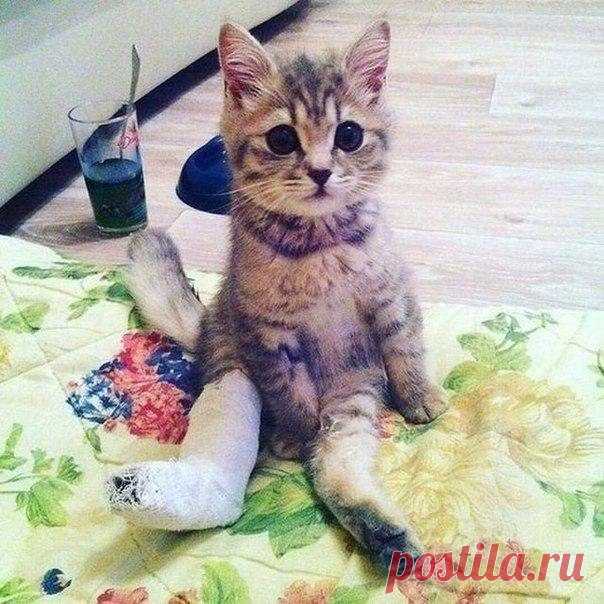 Лайк, чтобы лапка зажила