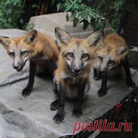 What we do..... how you can be one of our leaders! LIVE-IN MANAGER NEEDED! .
.
One of the many aspects of our mission is to aid in Canid Rescues. It can include assisting in identifying, securing, or placing a canid into a proper home, sanctuary, or our center.  We were contacted by our colleagues at Keeper of The Bond with a need to place these beautiful rescued red foxes.  We gladly accepted one of them and our friends at @wildspiritwolfsanctuary accepted two.  As a comm...