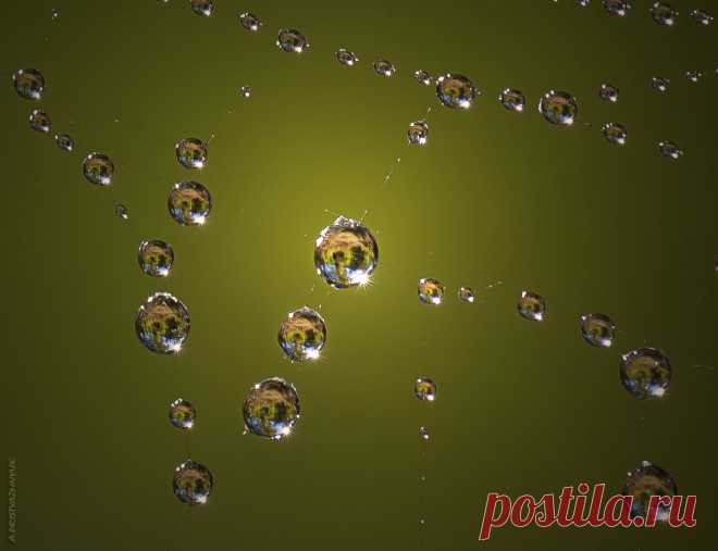 Фотография *** из раздела макро №6380074 - фото.сайт - Photosight.ru