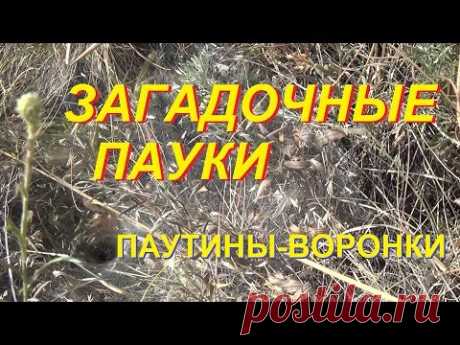 Паутина-воронка. Наблюдаем за пауками