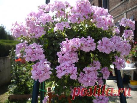 >Щипайте меня! Щипайте!))) Пеларгония