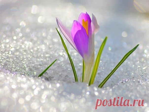 "Крокусы" В морозных объятиях осени Сквозь лёгкий искрящийся снег Пробились волшебные крокусы, Как звёзды апрельских дней. Звенят хрустальными нотками Их нежные лепестки, И манят, как лучики солнца, В светлый чудесный мир! Припев: Застенчивые крокусы - мои любимые цветы, Пусть звучат ваши мелодии Эхом тёплой весны! В белом пламени ноября Дарите яркие огни, А я буду писать о вас Самые лучшие стихи! Когда распускаются крокусы В мой мир приходит весна, И с ними в холодную пору Оживает…