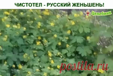 ПОЛЕЗНЫЕ СОВЕТЫ