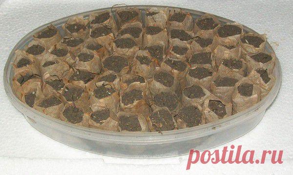 Необычный способ выращивания рассады.