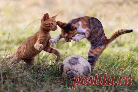 Футбол или регби...?