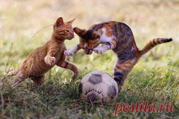 Футбол или регби...?