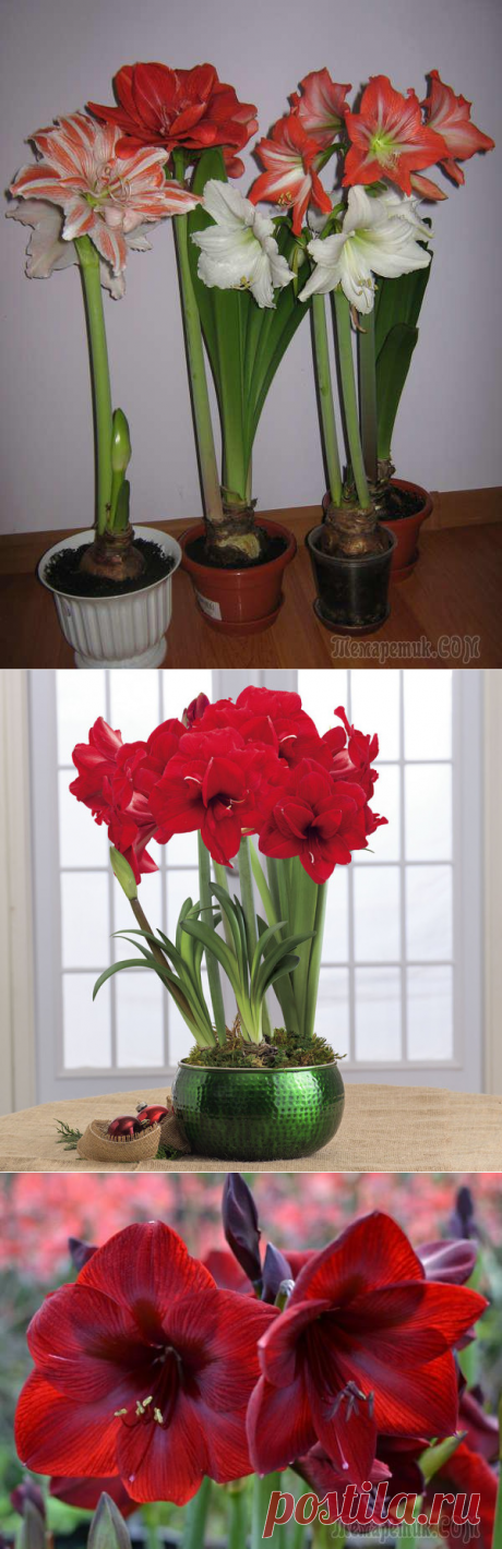 Секреты прекрасного гиппеаструма: все тонкости домашнего содержания