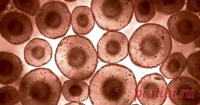 Чтобы иммунная система ожила на 100%, нужны только выдержка и 3 дня Вот как это происходит