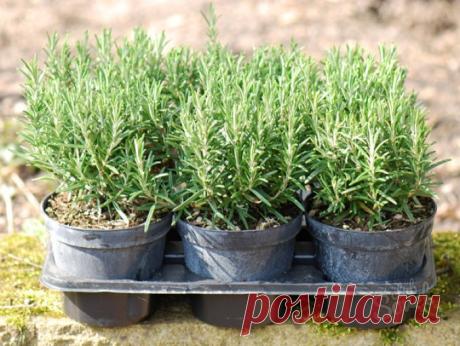 Как вырастить розмарин на подоконнике.