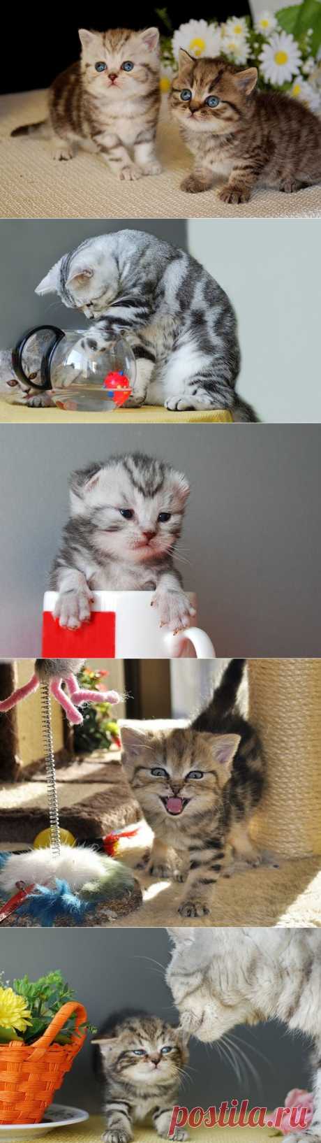 Красивые котята от Sylvie Meier......