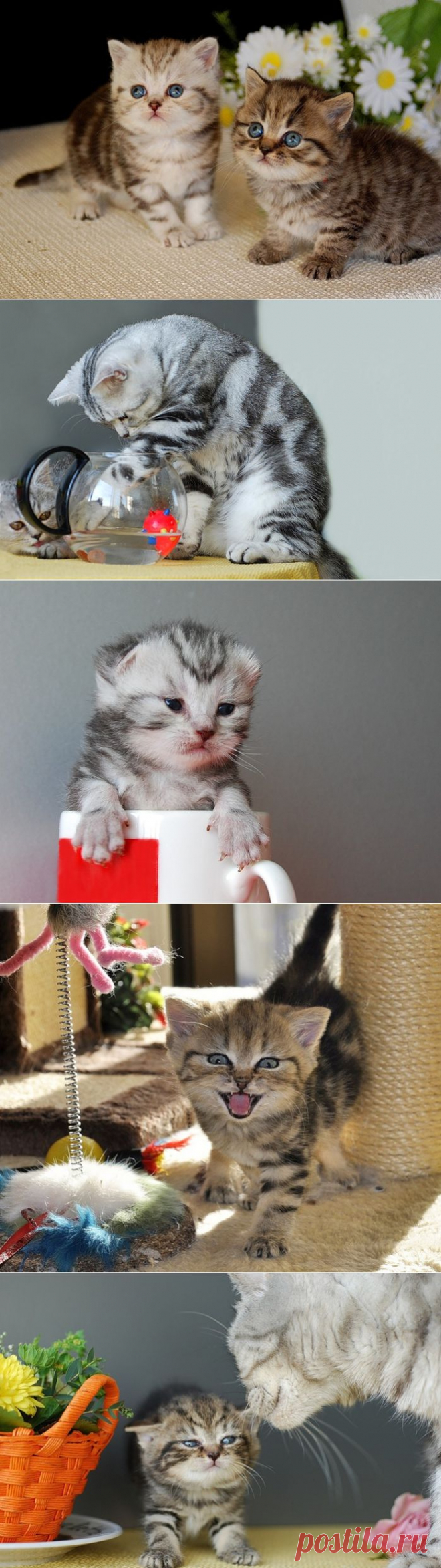 Красивые котята от Sylvie Meier......
