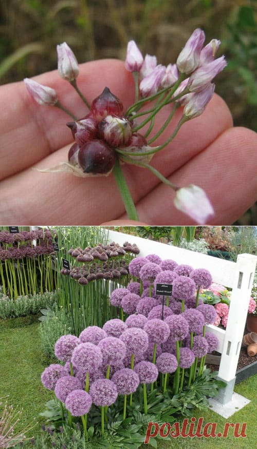 Декоративный лук аллиум: посадка и уход в открытом грунте - статья от пользователя ОБИ Клуба