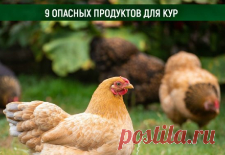 ОПАСНАЯ ЕДА ДЛЯ КУР
Мы собрали список продуктов, которые нельзя давать курам. Вообще куры весьма не прихотливы к еде, но есть такие продукты, которые могут вызвать расстройство ЖКТ и привести птицу к летальному исходу.
1. ПОЗЕЛЕНЕВШИЙ КАРТОФЕЛЬ - картофель - ценный углевод, и вареная картошка полезна для кур в составе мешанок. Но ботву и если на картофеле есть позеленевшие участки - нельзя давать даже в вареном виде. Соланин, попав вовнутрь вызывает воспаление слизистых оболочек желудка и кише