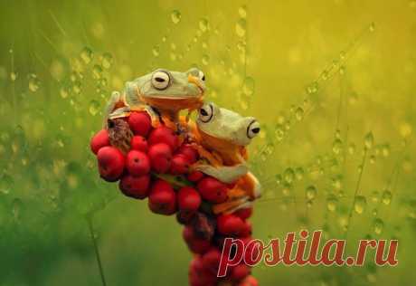 Подборка самых поразительных фотографий животных