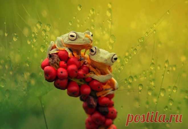Подборка самых поразительных фотографий животных