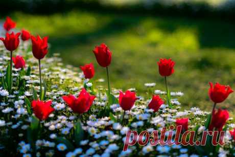 Tulips by Gürkan Gündoğdu on 500px | حدائق وزهور