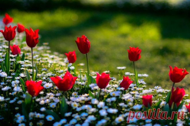 Tulips by Gürkan Gündoğdu on 500px | حدائق وزهور