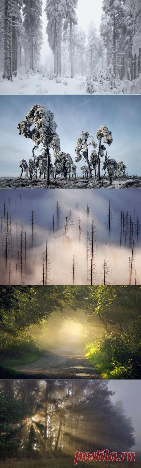 Лесная сказка / Всё самое лучшее из интернета