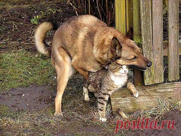 НУ МУРКА.... ТЫ МЕНЯ ДОСТАЛА....!