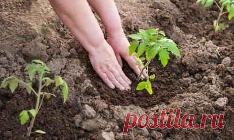 ЧТО НЕОБХОДИМО КЛАСТЬ В ЛУНКУ ПРИ ПОСАДКЕ ПОМИДОРОВ?