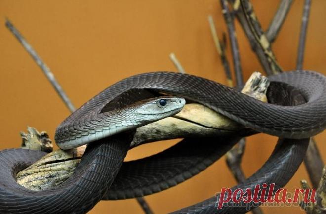 Топ-10 самых опасных змей