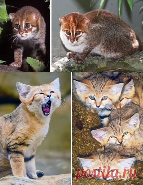 16 великолепных диких котов, о которых вы почти наверняка не слышали