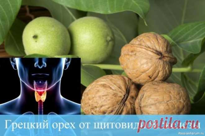 ​Народная медицина в борьбе с болезнями щитовидки 👉 Прекрасный лекарь - грецкий орех...💛❗Настойка на основе перегородок, приготовленная на водке обладает чудодейственным эффектом. Рецепт очень прост — ореховые перегородки заливаются водкой в соотношении 2:1, настаиваются и употребляются натощак по 1 с. л. После приема лекарства важно...