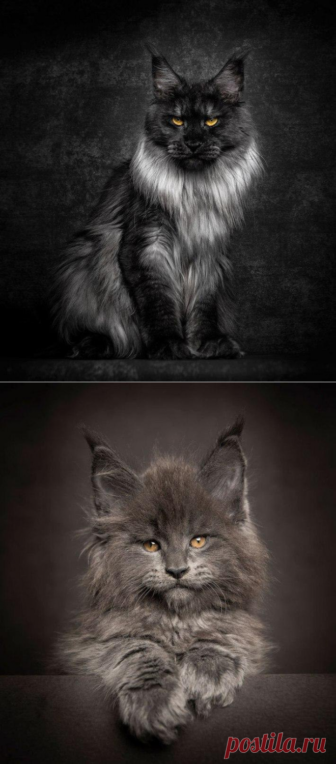 Величественная красота мейн-кунов от фотографа Robert Sijka
