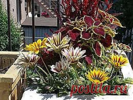 Газания - Газания из семян