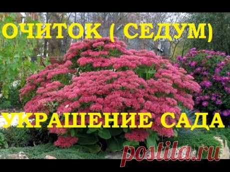 Очиток (седум) — многолетнее украшение любого сада! — Делаем руками
