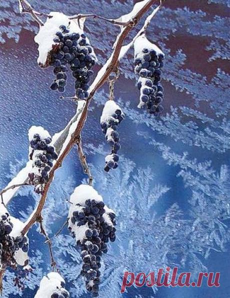 ШКАЛА УСТОЙЧИВОСТИ ВИНОГРАДА К БОЛЕЗНЯМ И МОРОЗУ.