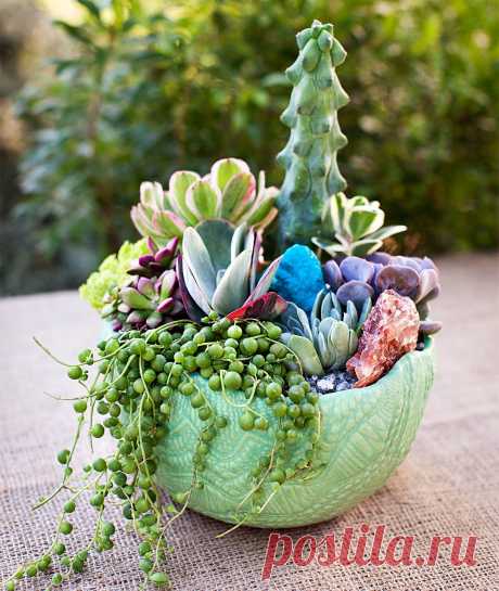 Succulents vs. Cacti: What’s the Difference? | Better Homes & Gardens