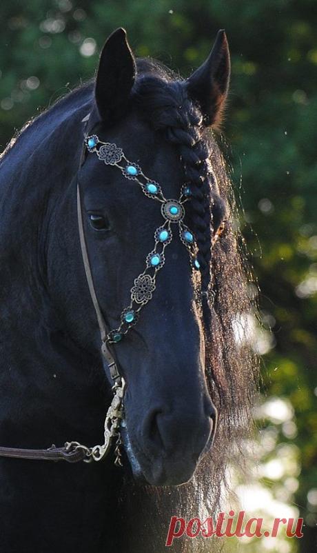 Show Bridle-Baroque Bridle turquoise black leather