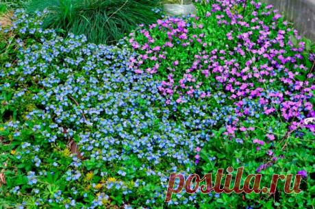 НЕ ХОТИТЕ ПОЛОТЬ МЕЖДУ КЛУМБАМИ? ЗАСАДИТЕ ПОЧВОПОКРОВНЫМИ РАСТЕНИЯМИ – В РИТМІ ЖИТТЯ